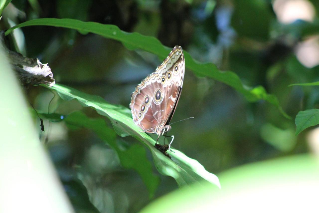 Eya Ecolodge San Isidro De El General Eksteriør bilde