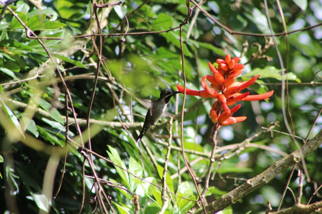 Eya Ecolodge San Isidro De El General Eksteriør bilde