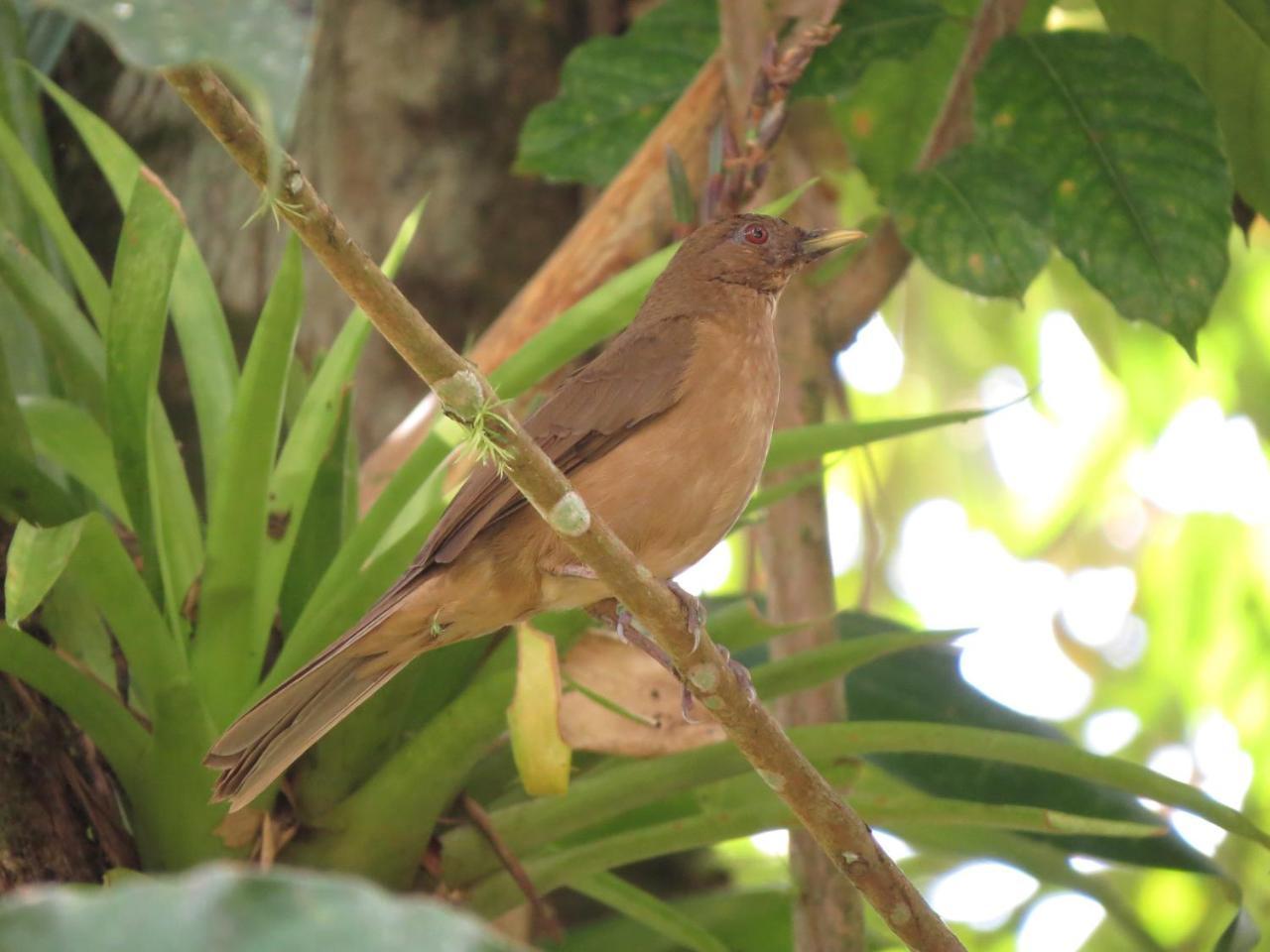 Eya Ecolodge San Isidro De El General Eksteriør bilde