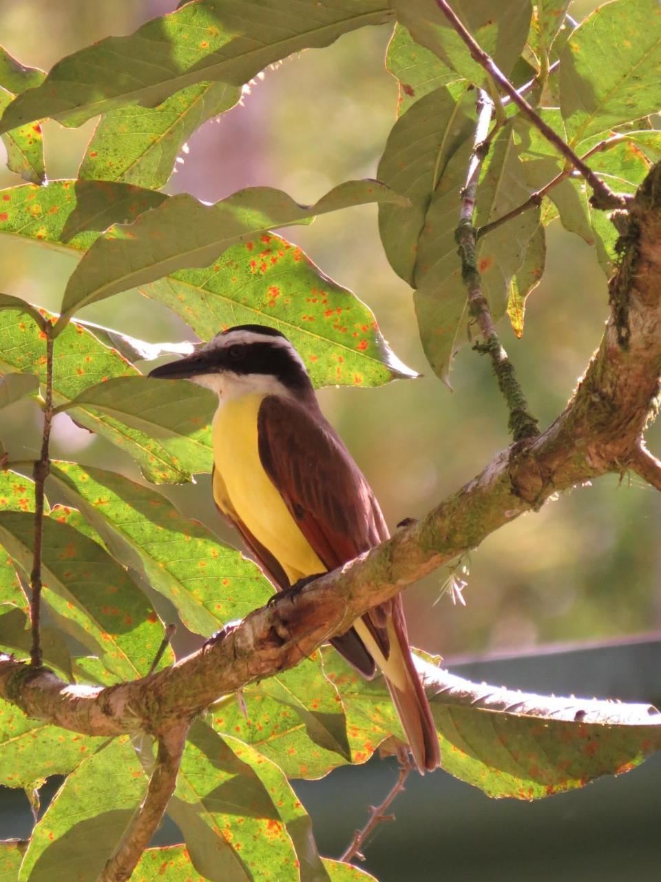 Eya Ecolodge San Isidro De El General Eksteriør bilde